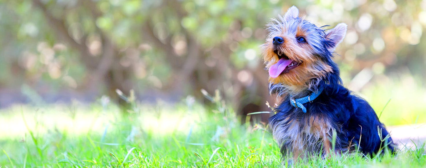 Dog Names Ending in el Popular Male and Female Names Wag!